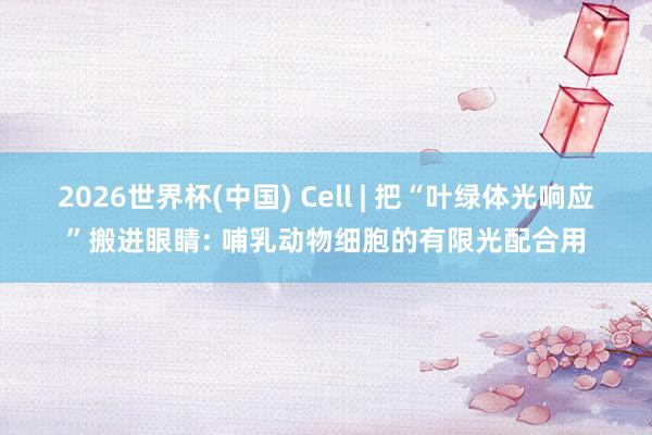 2026世界杯(中国) Cell | 把“叶绿体光响应”搬进眼睛: 哺乳动物细胞的有限光配合用