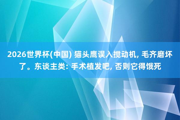 2026世界杯(中国) 猫头鹰误入搅动机， 毛齐磨坏了。东谈主类: 手术植发吧， 否则它得饿死